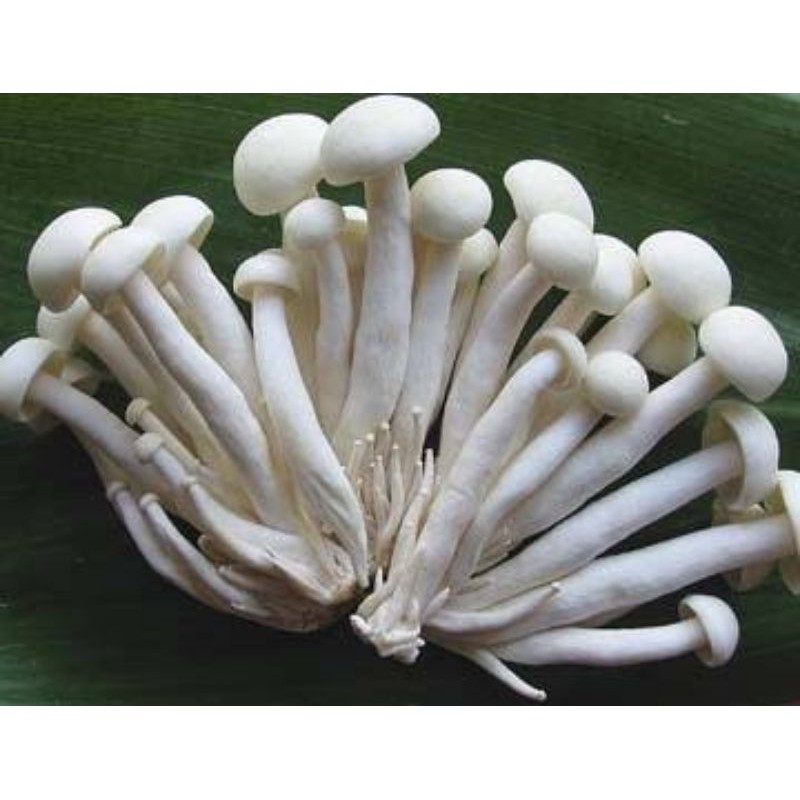 Jual Jamur shimeji 1 Pack 250 Gram Shopee Indonesia