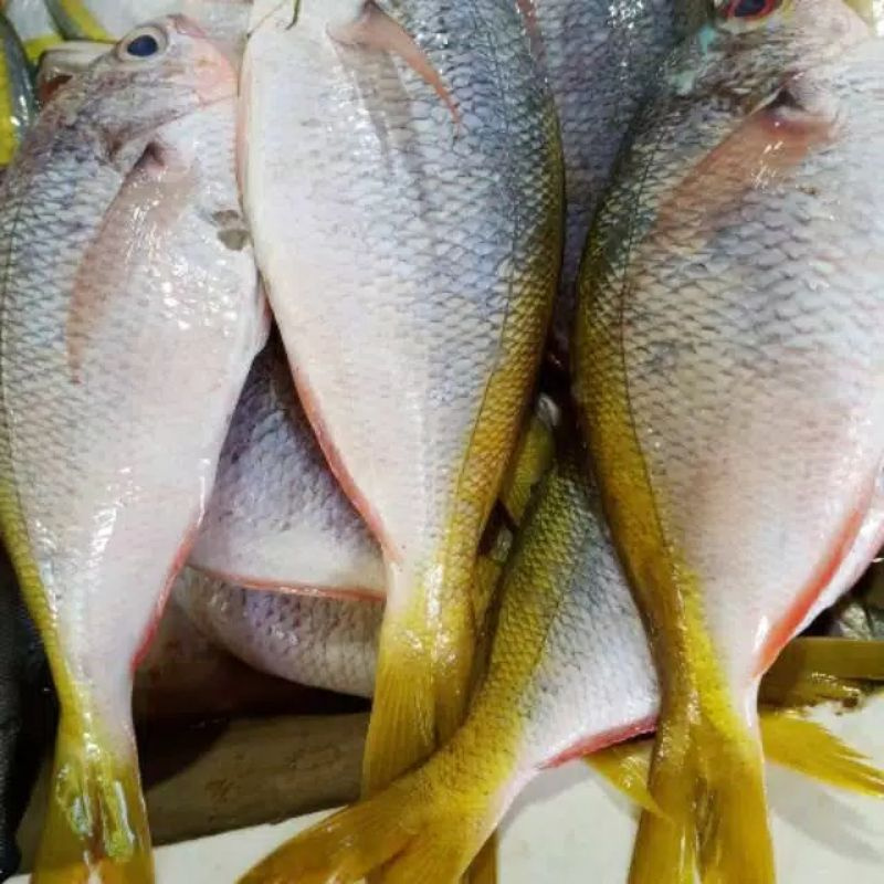 Jual ikan ekor kuning | Shopee Indonesia
