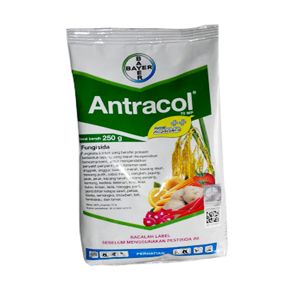 antracol untuk cabe