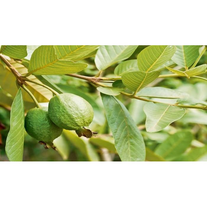 Jual Bubuk Daun Jambu Biji 250 g Simplisia Serbuk Murni Psidium guajava ...