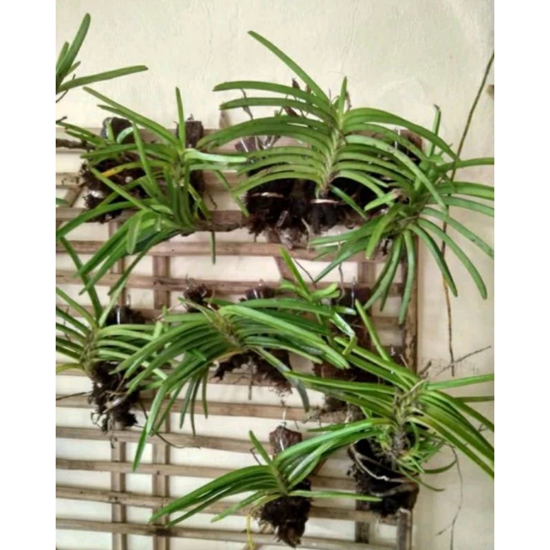 Jual vanda ascosentrum miniata vanda asco vanda mini vanda merah vanda ...