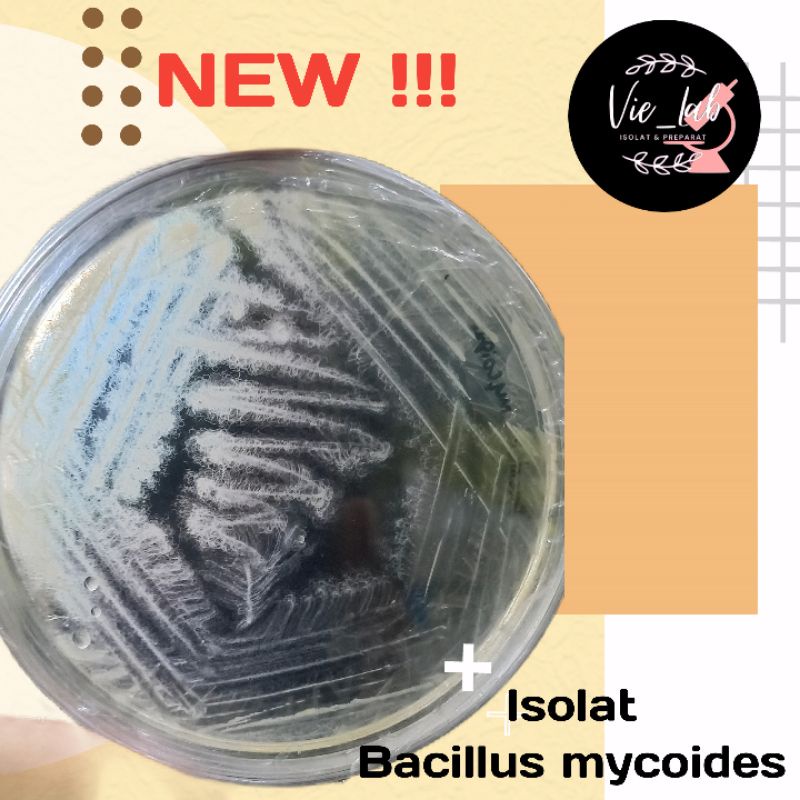 Jual isolat bacillus mycoides | Shopee Indonesia
