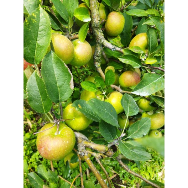 Jual [PROMO]Apel rome beauty 1kg | Shopee Indonesia