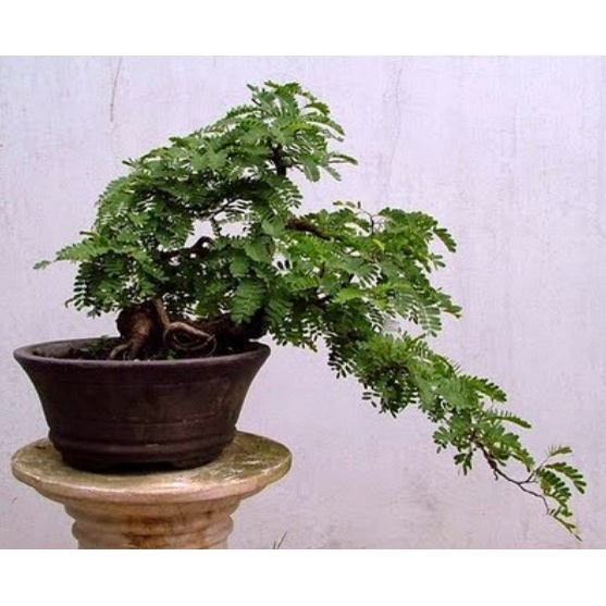 Jual Biji Asam Bonsai Biji Bibit Asem Jawa Shopee Indonesia