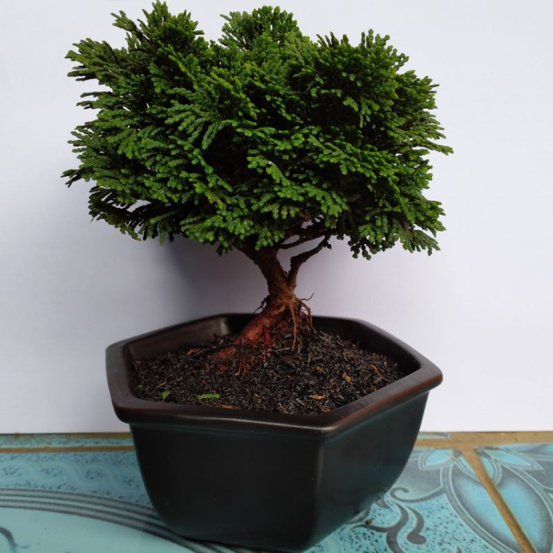 Jual bonsai cemara inoki | Shopee Indonesia