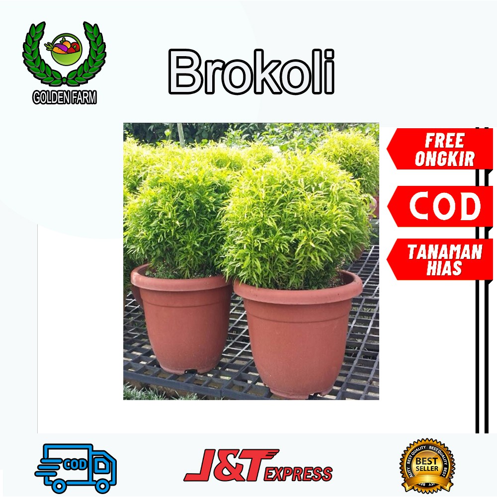 Jual Tanaman Hias Brokoli Murah Dan Banyak Warna Brokoli Tanaman Akasia Hijau Kuning Merah