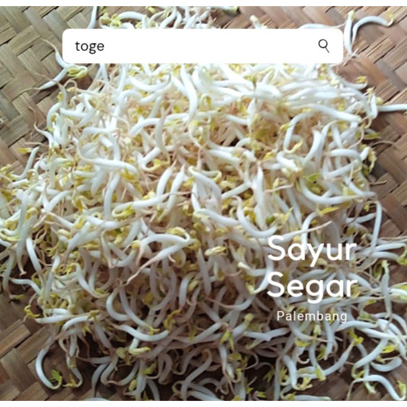 Jual Toge / Kecambah Per 250 Gr Sayur Segar Palembang | Shopee Indonesia