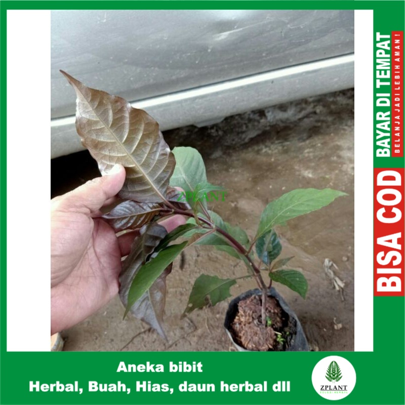 Jual Bibit Tanaman Daun Ungu Bibit Handeleum Bibit Handeuleum Pohon