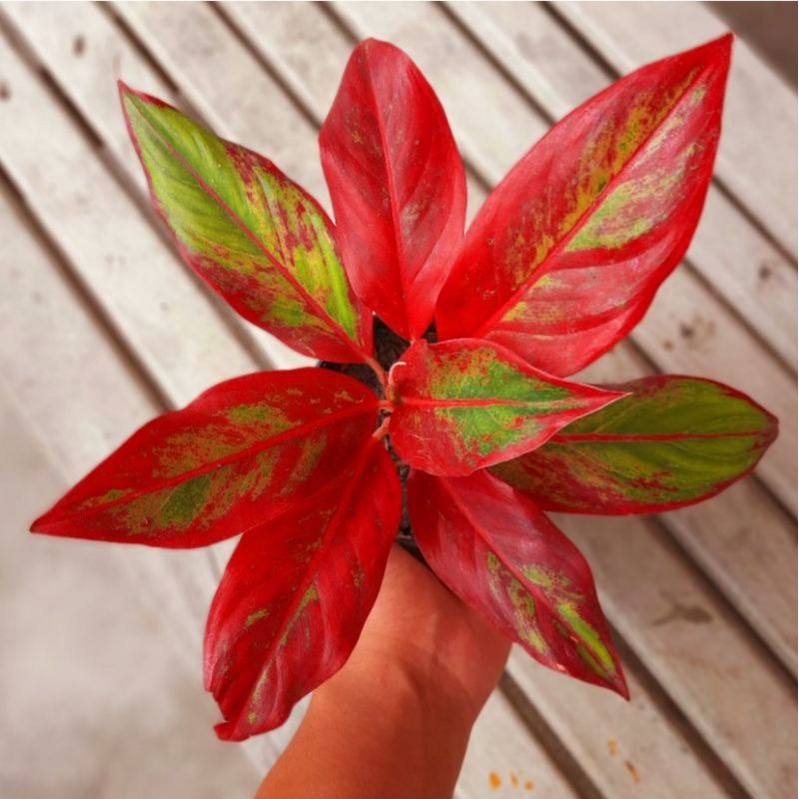 Jual Tanaman Hias Aglonema Red Anjamani Mutasi / Tanaman Hias Anakan ...