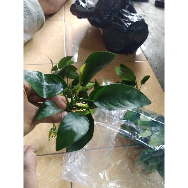 Jual Anubias Barteri Tanaman Aquascape Shopee Indonesia