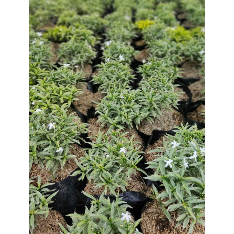 Jual rombusa varigata | Shopee Indonesia