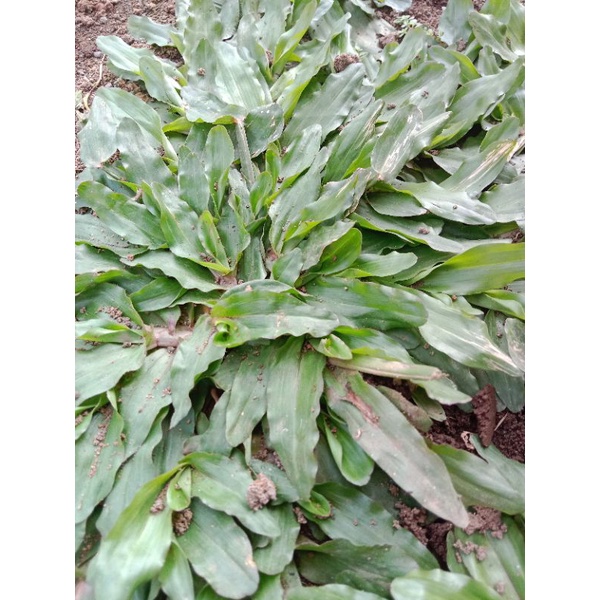 Jual rumput gajah mini cocok satu kilo | Shopee Indonesia