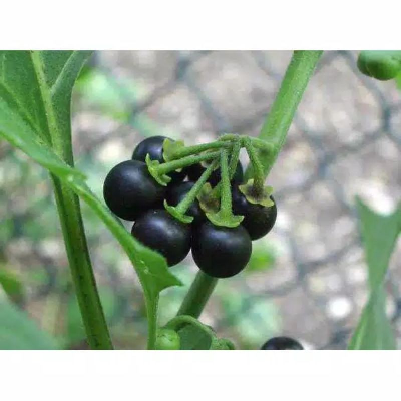 Jual Biji benih leunca benih ranti super unggul | Shopee Indonesia