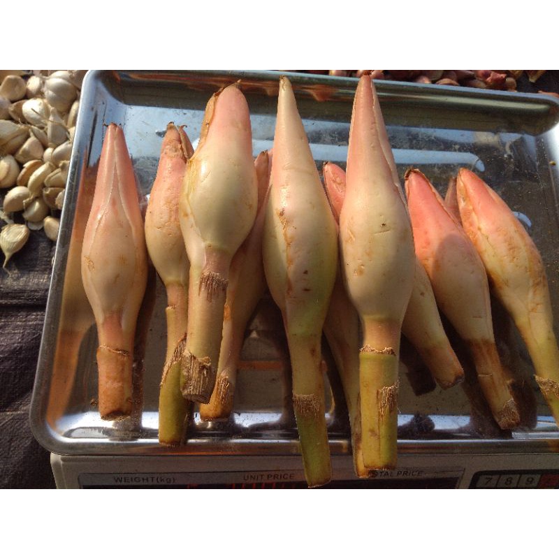 Jual kecombrang bunga rias honje kincung sambung unji tungku sambung ...