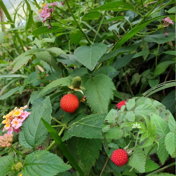 Jual Bibit tanaman buah arben hutan | arbei hutan merah | Shopee Indonesia
