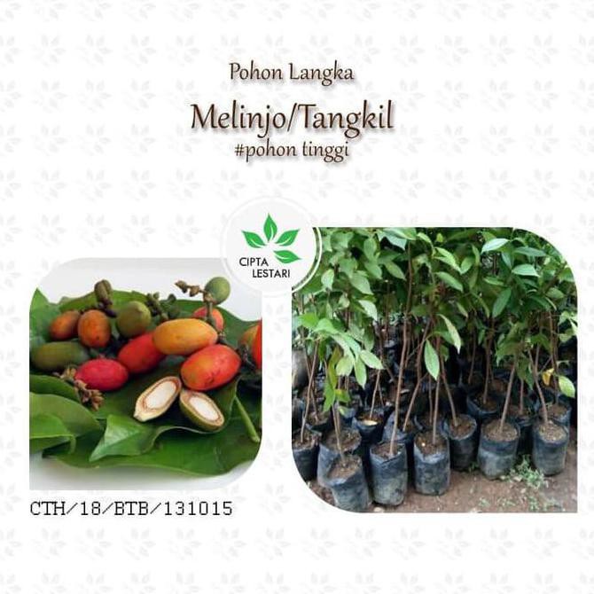 Jual RE5T0CK BIBIT POHON MELINJO TANAMAN BUAH TANGKIL MLINJO EMPING ...