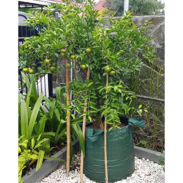Jual PLANTER BAG 250 LITER EASY GROW / PLANTERBAG / PLATER BAG TAMAN ...
