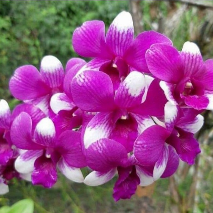 Jual Pohon Bunga Anggrek Dendrobium Jade Fancy Dewasa Siap Berbunga ...