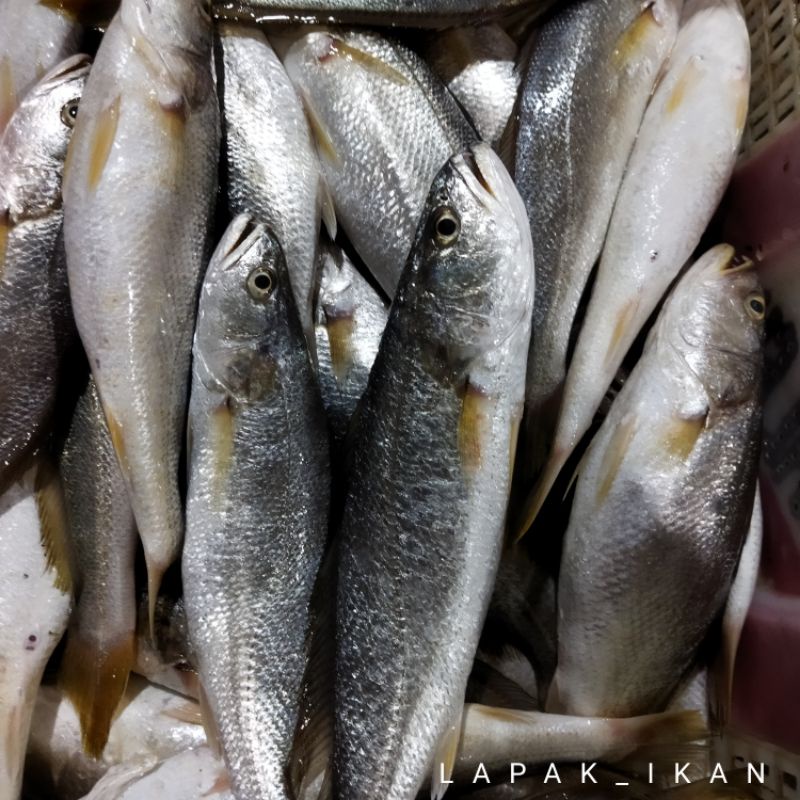 Jual Ikan Samge Segar 1~Kilogram | Shopee Indonesia