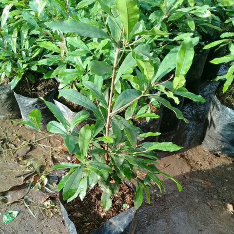 Tanaman Buah Ajaib/Fruit Miracle
