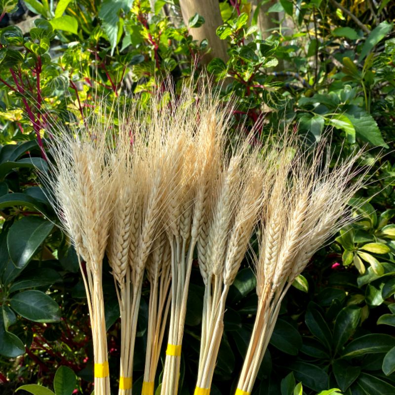 Jual 10PCS BUNGA GANDUM PUTIH KERING BAHAN BUCKET BUNGGA KERING ...