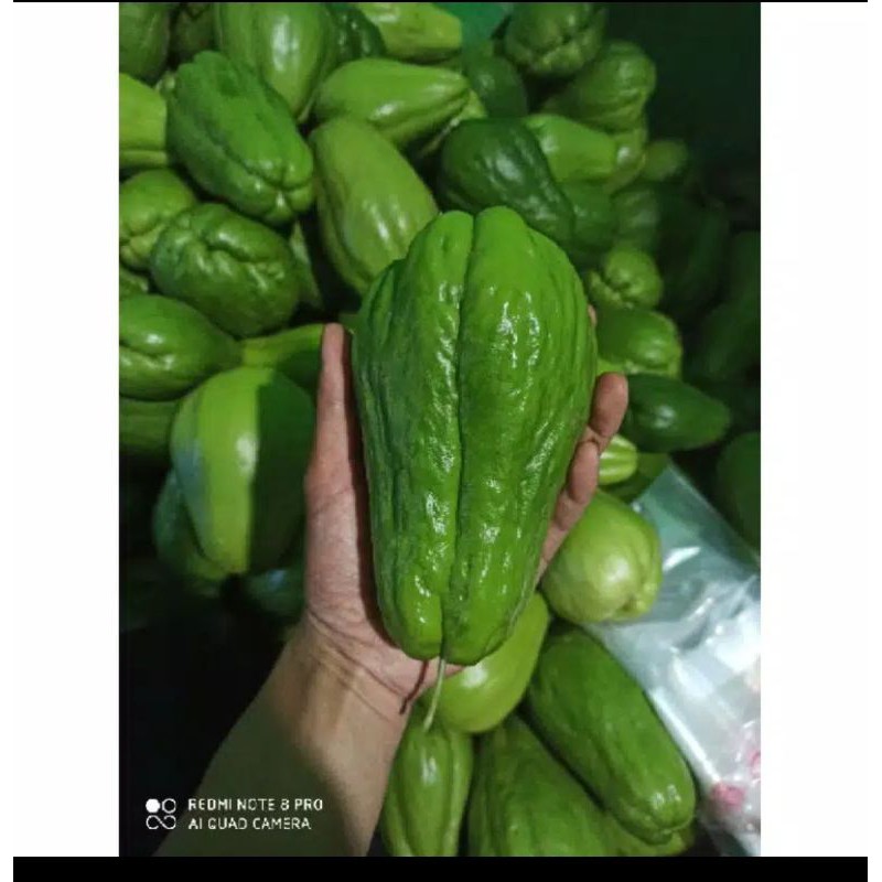 Jual labu siam segar | Shopee Indonesia