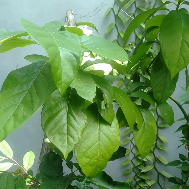 Jual Daun Apokat petikan segar | Shopee Indonesia