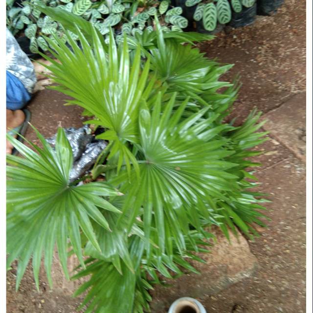 Jual Tanaman hias palem sadeng-pohon palem sadeng | Shopee Indonesia