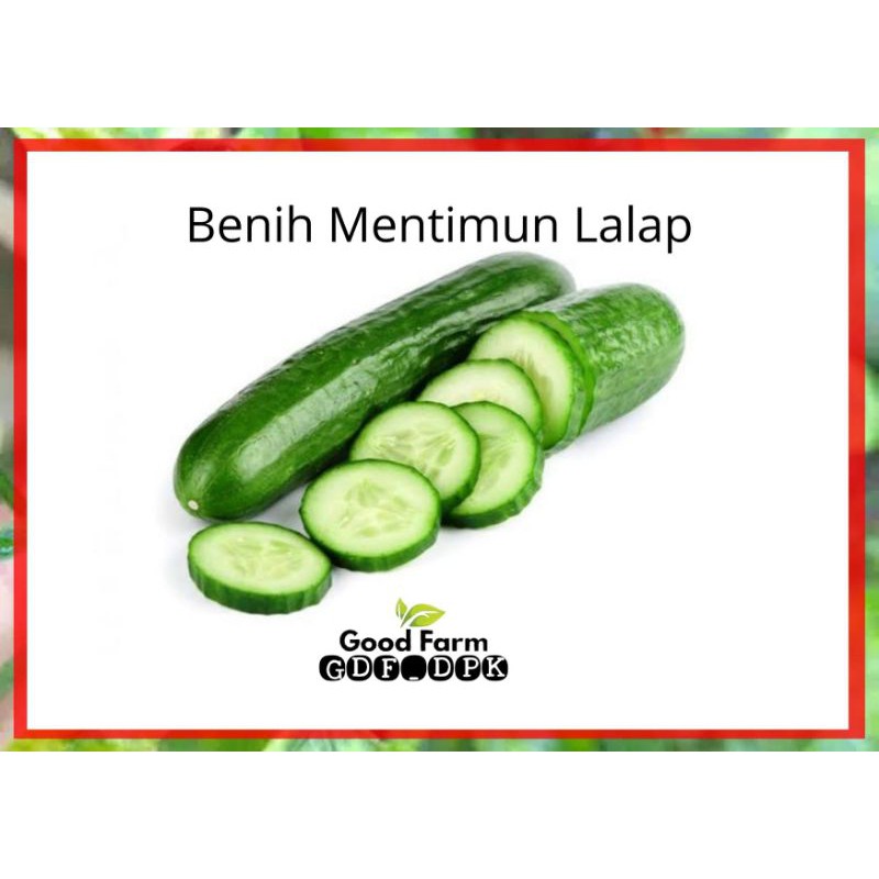 Jual Benih Timun Kemasan Ekonomis Hidroponik Dan Konvensional