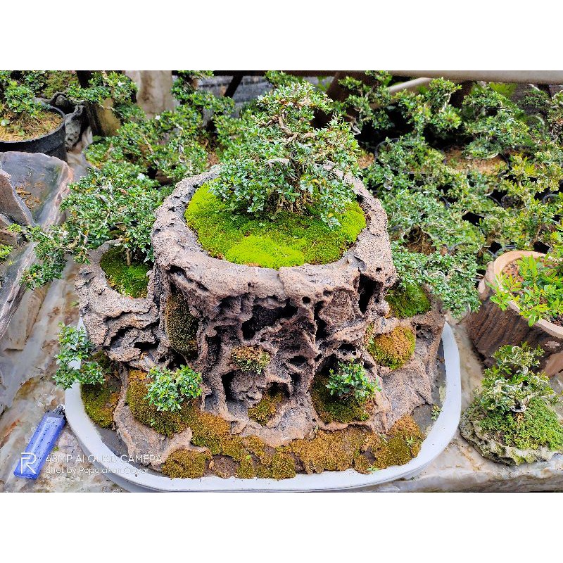 Jual BONSAI MINI MICRO KOLEKSI/ Bonsai Paludarium / bonsai serisa seribu  bintang | Shopee Indonesia