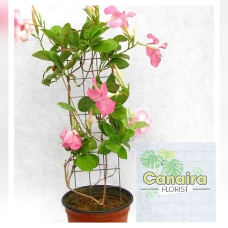 Jual Bibit Tanaman Hias Rambat Bunga Mandevilla Pink | Shopee Indonesia