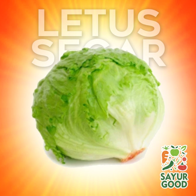 Jual Letus Segar / Lettuce Fresh / Letuce / Pack (Sayur Segar) | Shopee ...