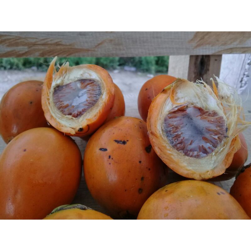Jual pinag tua 1kg | Shopee Indonesia