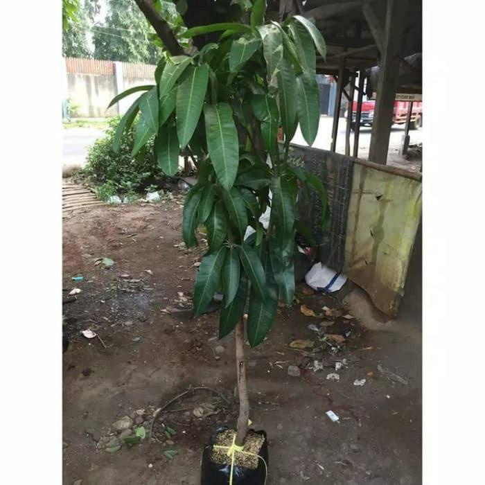 Jual Kebun New Pohon Mangga Agrimania Siap Buah Tinggi Meter