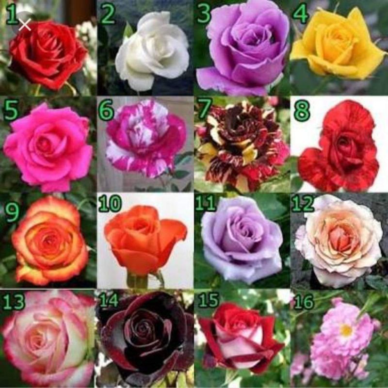 Jual Bunga Mawar Hidup Terlengkap & Harga Terbaru Juli 2026 | Shopee ...