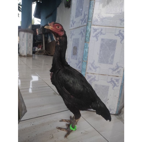 Jual Ayam betina atau indukan Birma telur hijau | Shopee Indonesia
