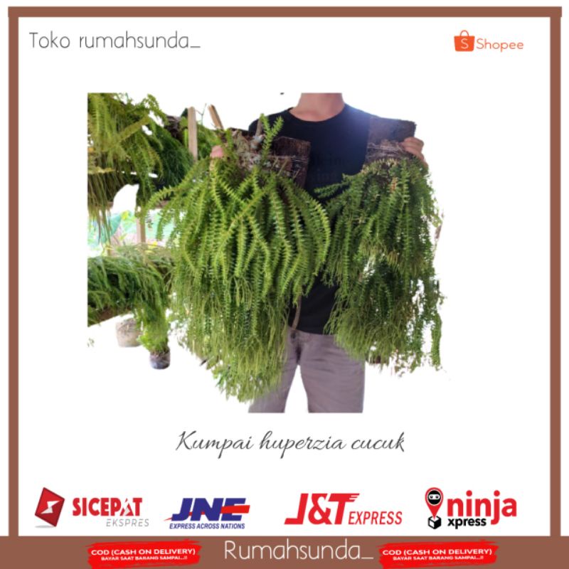 Jual TANAMAN HIAS KUMPAI HUPERZIA - TANAMAN RUMPAI - TANAMAN GANTUNG ...