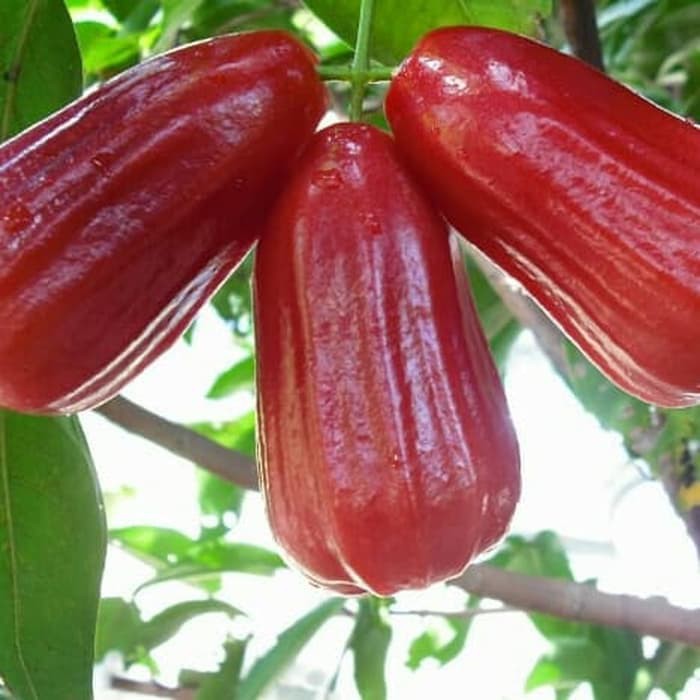 Bibit tanaman jambu air madu deli merah