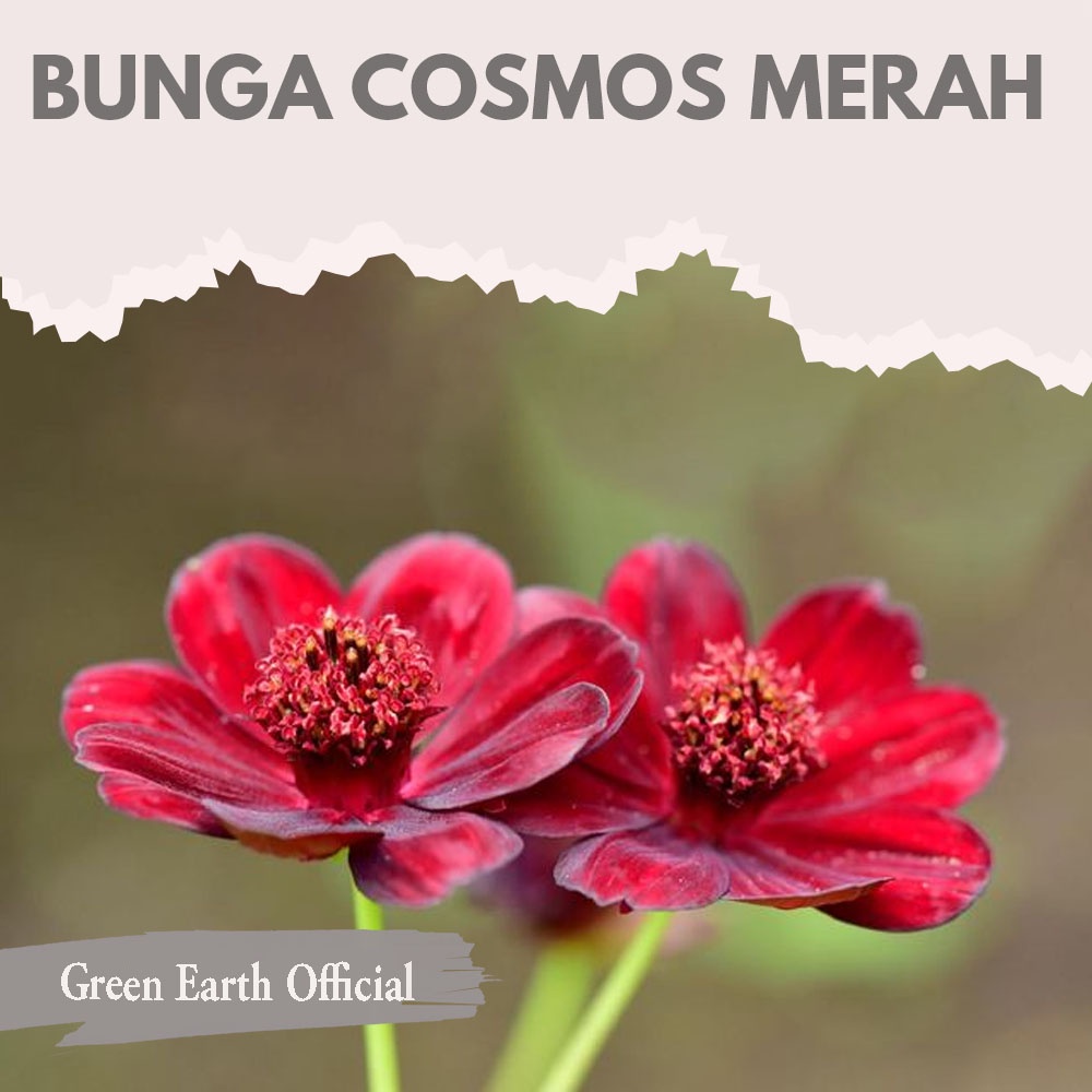 Jual Bibit Benih Biji Bunga Cosmos Merah Cosmos Dazzler Stunning - Biji ...