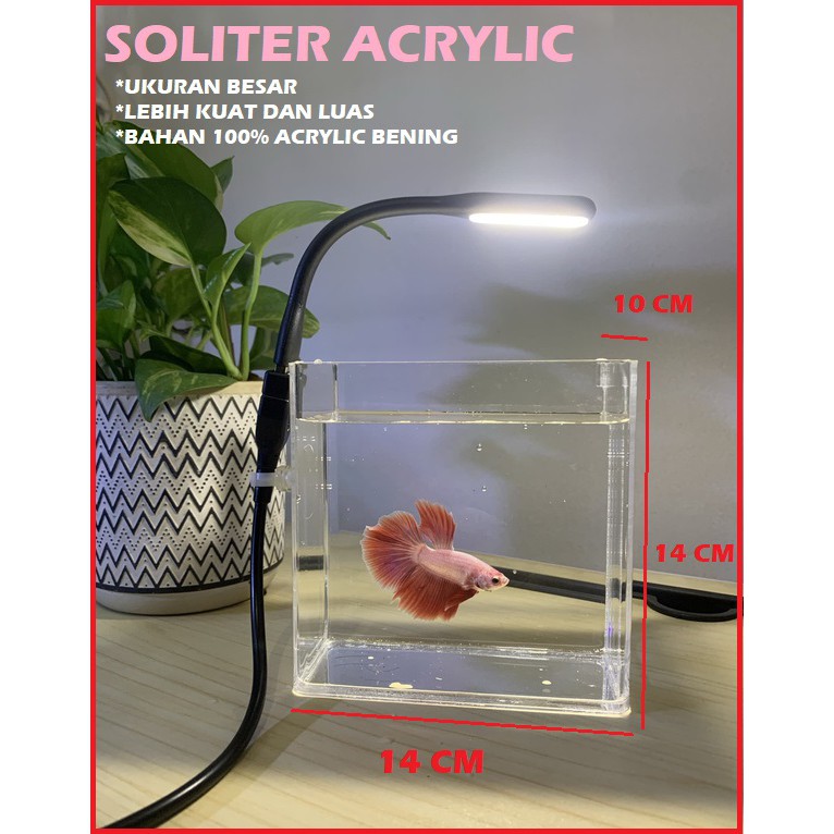 Jual Soliter Acrylic Akuarium Cupang Beta Fish Ukuran Lebar Shopee Indonesia