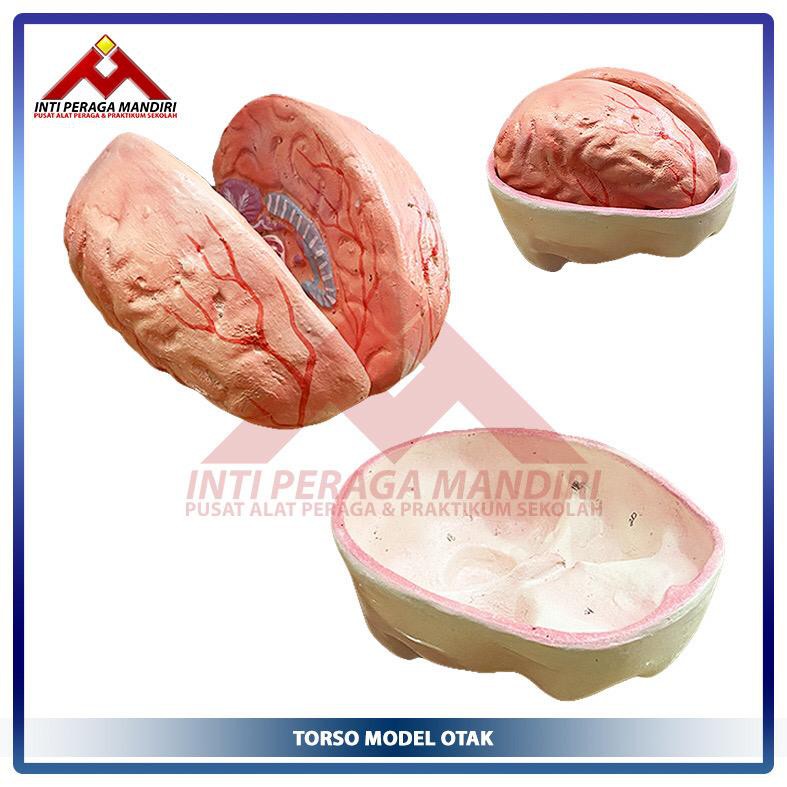 Jual Intiperagamandiri Manekin Torso Model Otak Manusia Alat Peraga