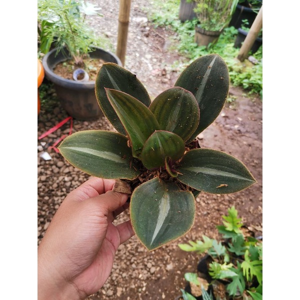 Jual Tanaman bunga Pacing bulu strip / siderasis fuscata | Shopee Indonesia