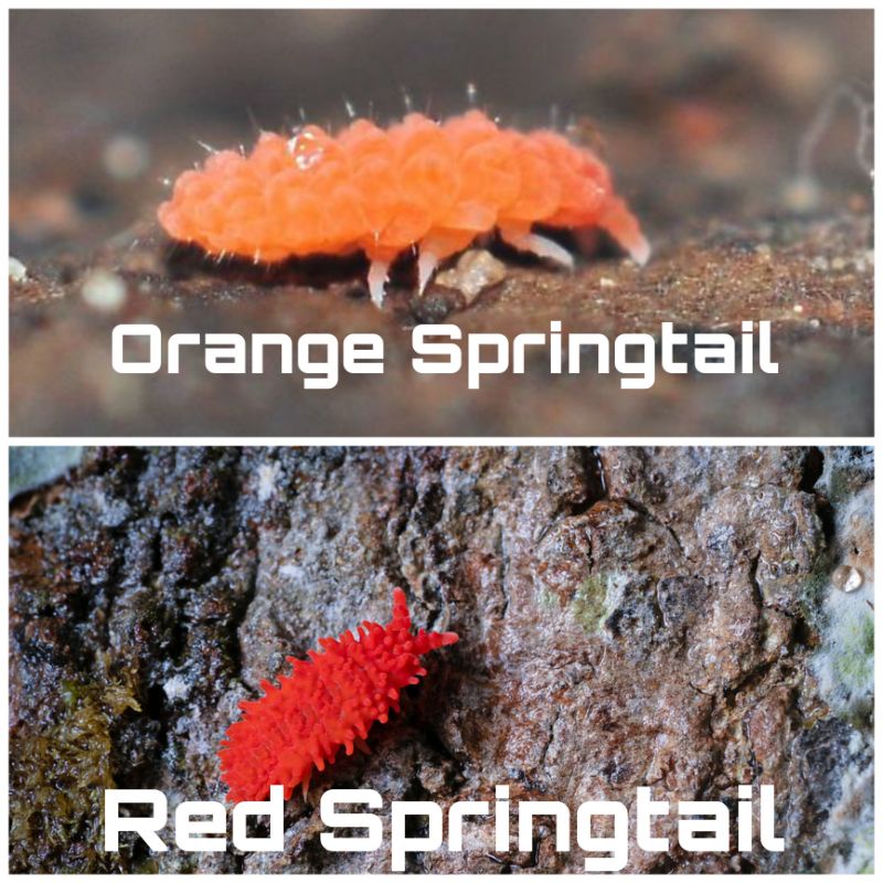 Jual Orange Springtail ( RARE ) | Shopee Indonesia