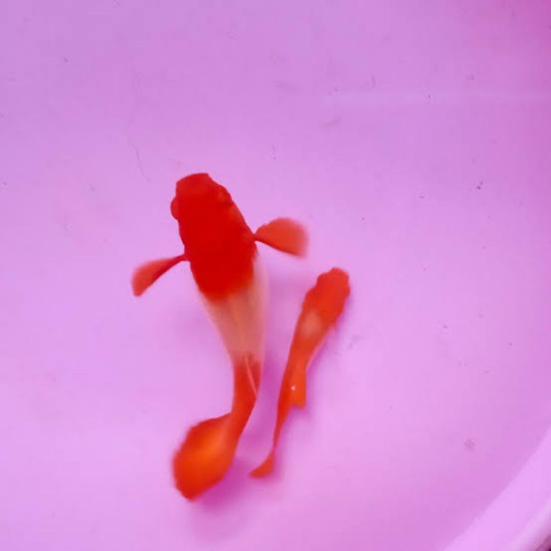 Jual ikan guppy albino koi red ear | Shopee Indonesia