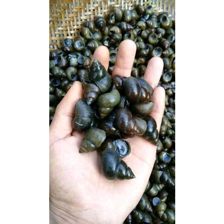 Jual Tutut sawah keong siput kraca kreco fresh hidup 1 kg | Shopee ...