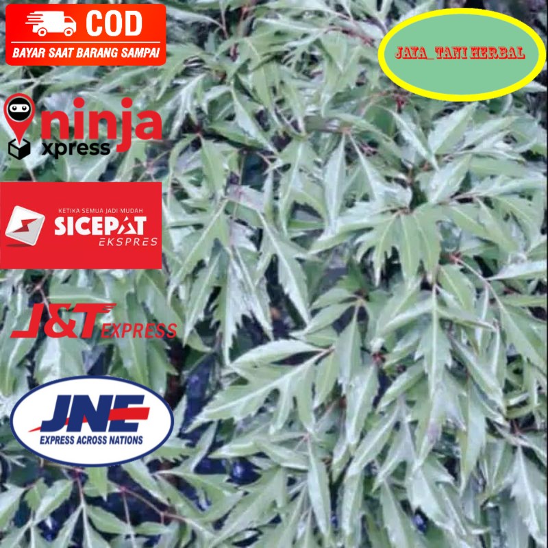 Jual daun kenikir/raja midang segar netto 100 gram segar siap petik ...
