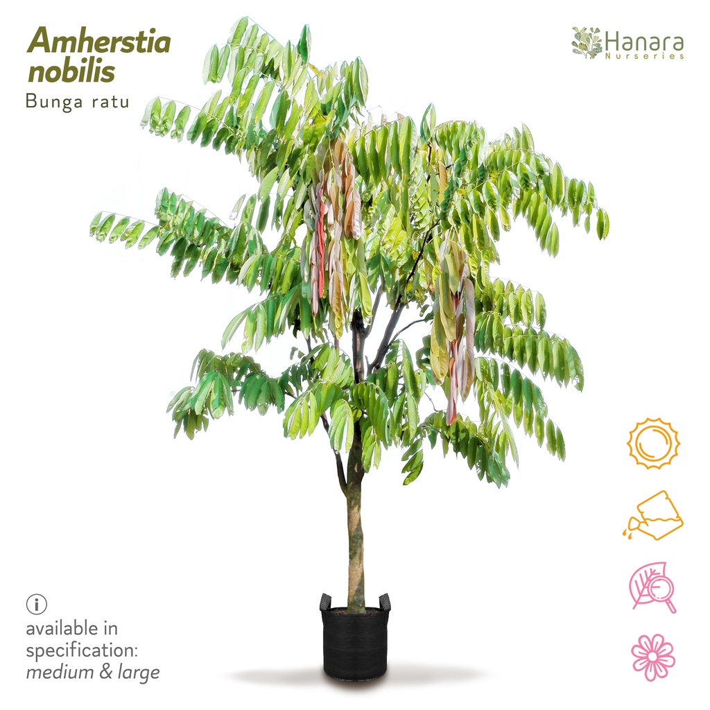 Jual Amherstia nobilis - Bunga ratu - pohon instan/instant tree ...