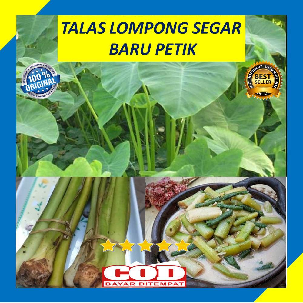 Jual Sayur Batang Talas Lompong Segar 500 Gram Sayuran Fresh | Shopee ...