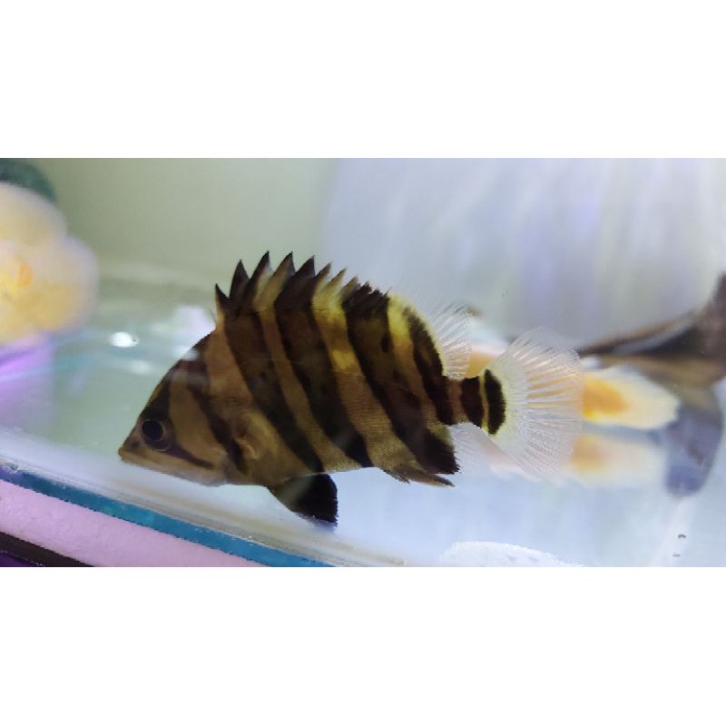 Jual tiger datz | Shopee Indonesia