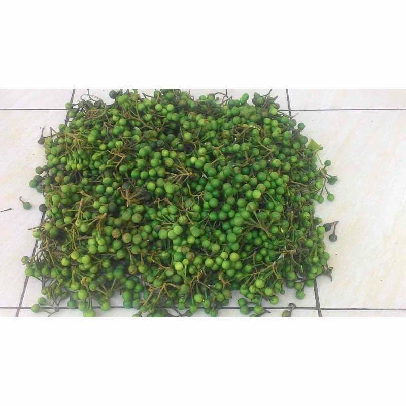 Jual Rimbang / Tekokak / Takokak | Shopee Indonesia